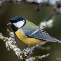 Kohlmeise (parus major)