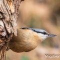 Kleiber (Sitta europaea)