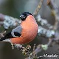 Dompfaff (Pyrrhula pyrrhula) Männchen
