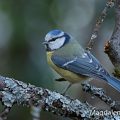 Blaumeise (Cyanistes caeruleus)