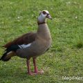 Nilgans (Alopochen aegyptiacus)