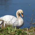 Höckerschwan (Cygnus olor)