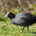 Bläßhuhn (Fulica atra)
