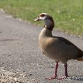 Nilgans (Alopochen aegyptiacus)