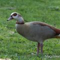 Nilgans (Alopochen aegyptiacus)