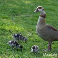Nilgans (Alopochen aegyptiacus)