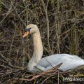 Höckerschwan (Cygnus olor)