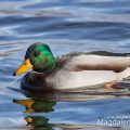 Stockente (Anas platyrhynchos)Männchen