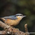 Kleiber (Sitta europaea)