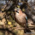 Eichelhäher (Garrulus glandarius)