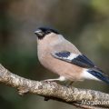 Dompfaff (Pyrrhula pyrrhula) Weibchen