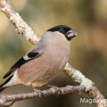 Dompfaff (Pyrrhula pyrrhula) Weibchen