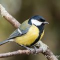 Kohlmeise (parus major)