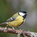 Kohlmeise (parus major)