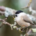 Sumpfmeise (Poecile palustris)
