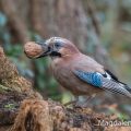 Eichelhäher (Garrulus glandarius)