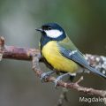 Kohlmeise (parus major)