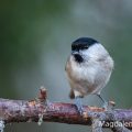 Sumpfmeise (Poecile palustris)
