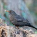 Amsel (Turdus merula) Weibchen