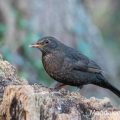 Amsel (Turdus merula) Weibchen