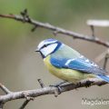 Blaumeise (Cyanistes caeruleus)