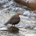 Wasseramsel cinclus cinclus