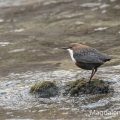 Wasseramsel cinclus cinclus