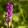 Mannsknabenkraut (Orchis mascula)