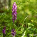 Mannsknabenkraut (Orchis mascula)