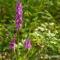 Mannsknabenkraut (Orchis mascula)