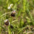 Hummelragwurz (Ophrys holoserica