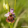 Hummelragwurz (Ophrys holoserica