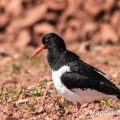 Austernfischer (Haematopus ostralegus)