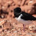 Austernfischer (Haematopus ostralegus)