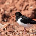 Austernfischer (Haematopus ostralegus)