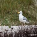Silbermöwe (Larus argentatus)