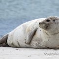 Seehund (Phoca vitulina