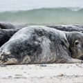 Seehund (Phoca vitulina)