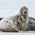 Seehund (Phoca vitulina)
