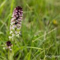 Brand-Knabenkraut (Orchis ustulata)