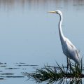 Silberreiher (Casmerodius albus)