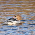 Gänsesäger (Mergus merganser) Weibchen