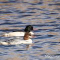 Gänsesäger (Mergus merganser) Männchen