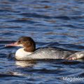 Gänsesäger (Mergus merganser) Weibchen