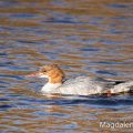 Gänsesäger (Mergus merganser) Weibchen