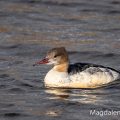 Gänsesäger (Mergus merganser) Weibchen