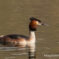 Haubentaucher,(Podiceps cristatus)
