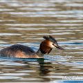 Haubentaucher,(Podiceps cristatus)