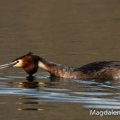 Haubentaucher,(Podiceps cristatus)