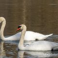 Höckerschwan (Cygnus olor)